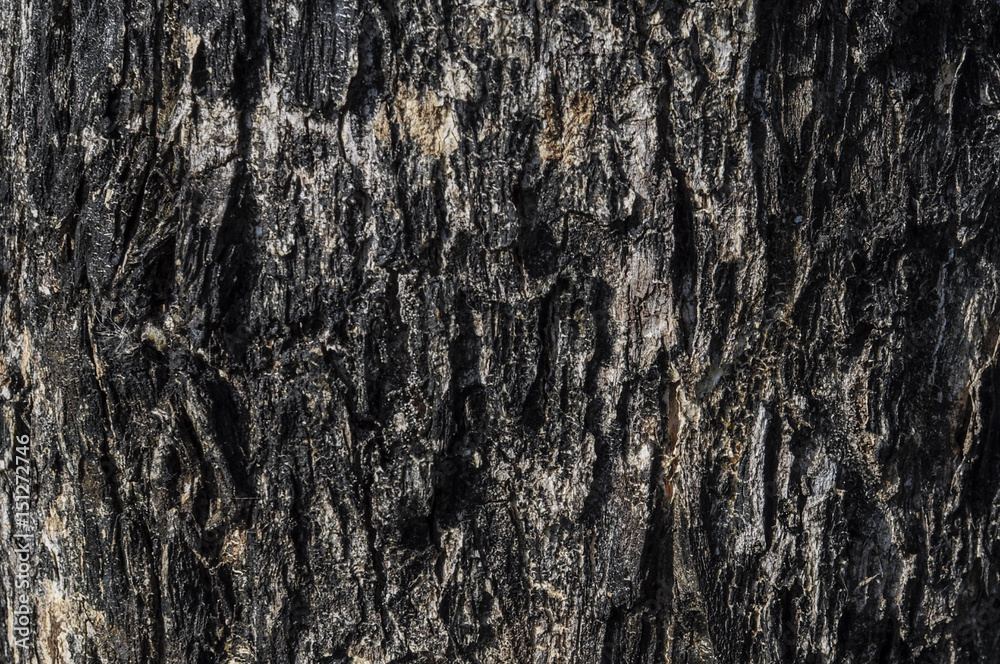 Fototapeta premium Woden texture