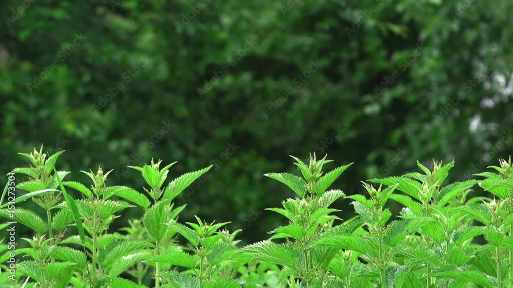 Stinging nettle field swaying in the wind Stinging nettle field swaying in the wind