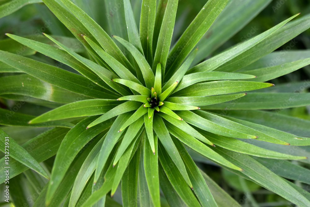 leaf leaf