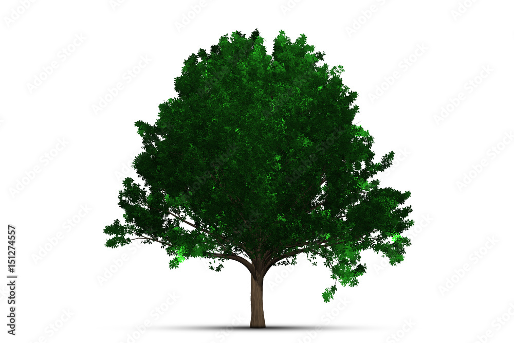 Obraz premium Tree isolated on white background clipping path.