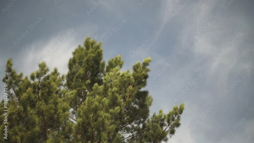 The wind pumps the branches of the pines The wind pumps the branches of the pines