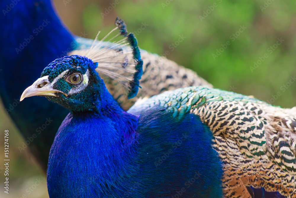 Elegant blue and green birds peacock on the nature background Elegant blue and green birds peacock on the nature background