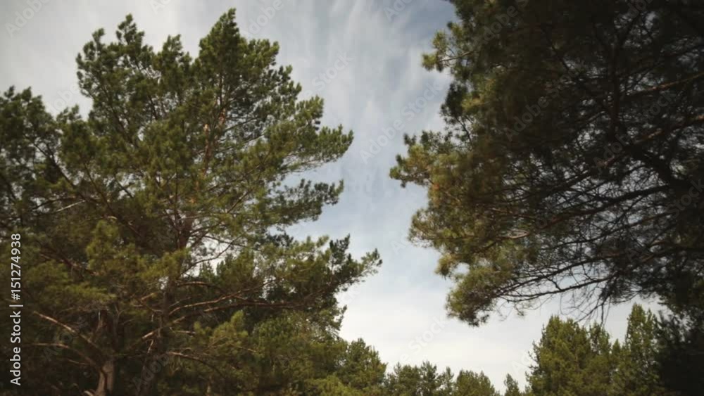 The wind pumps the branches of the pines The wind pumps the branches of the pines