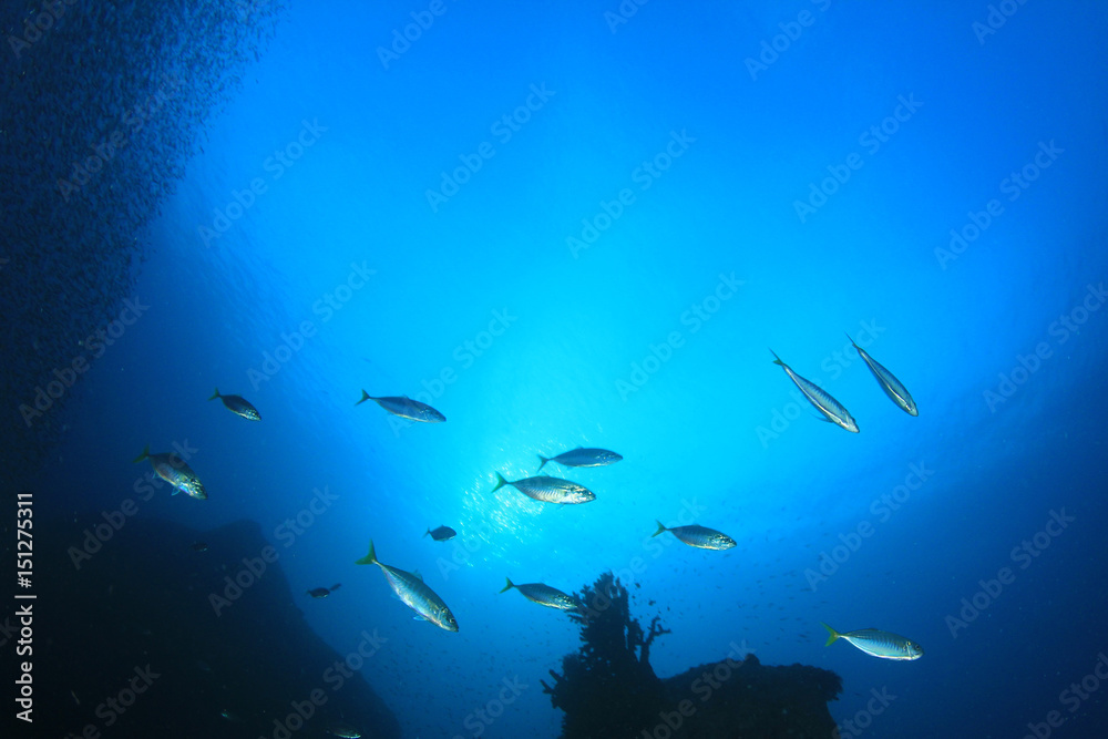 Fototapeta premium Tuna fish in ocean
