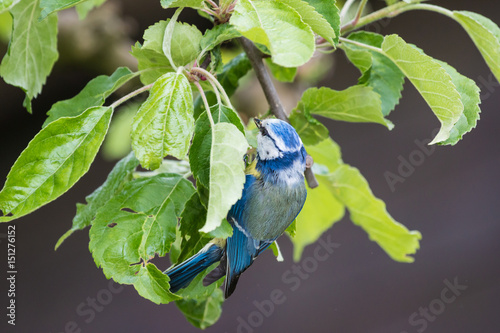 Blaumeise