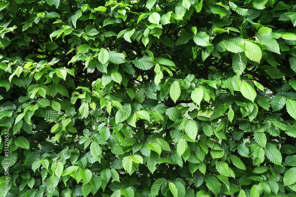 Buchenhecke in Nahaufname als HIntergrund Buchenhecke in Nahaufname als HIntergrund