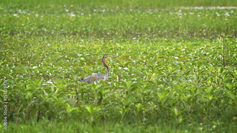Purple Heron Walking through Aquatic Vegetation in Sri Lankan Swamp Purple Heron Walking through Aquatic Vegetation in Sri Lankan Swamp