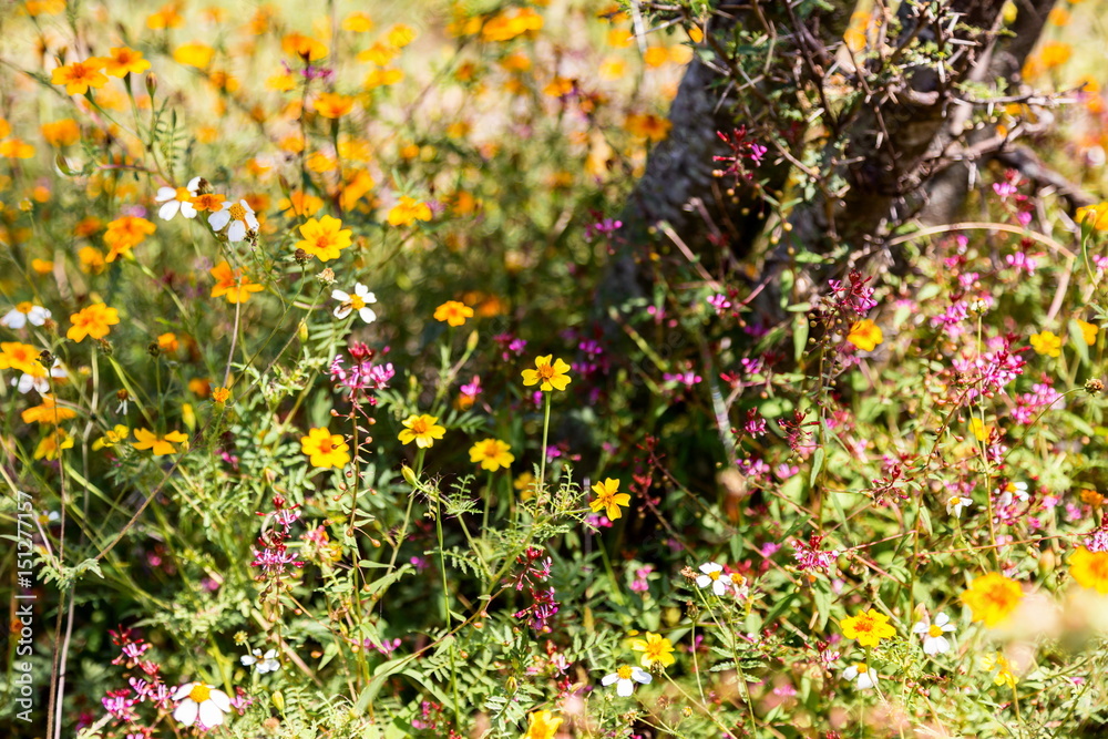 Wild flowers pink and yellow blurred flowers and grasses in the Mexican countryside.