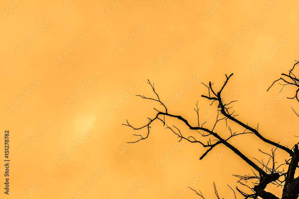 Fototapeta premium Dry branches silhouette and over orange sky