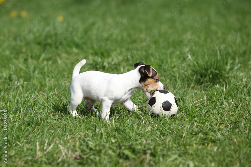 Jack russell terrier puppy playing Jack russell terrier puppy playing
