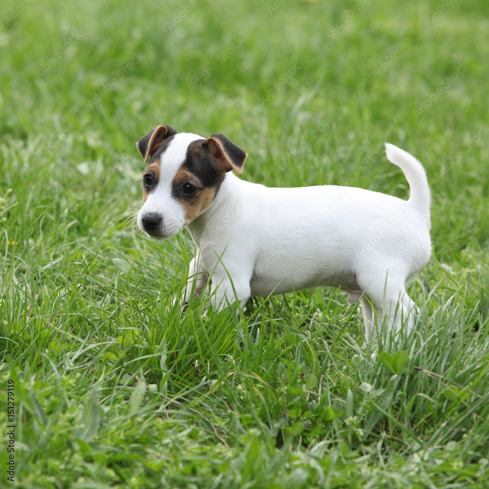 Adorable jack russell terrier puppy