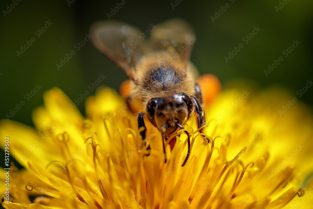 Bee on a yellow dandelion flower collecting pollen and gathering nectar to produce honey in the hive Bee on a yellow dandelion flower collecting pollen and gathering nectar to produce honey in the hive