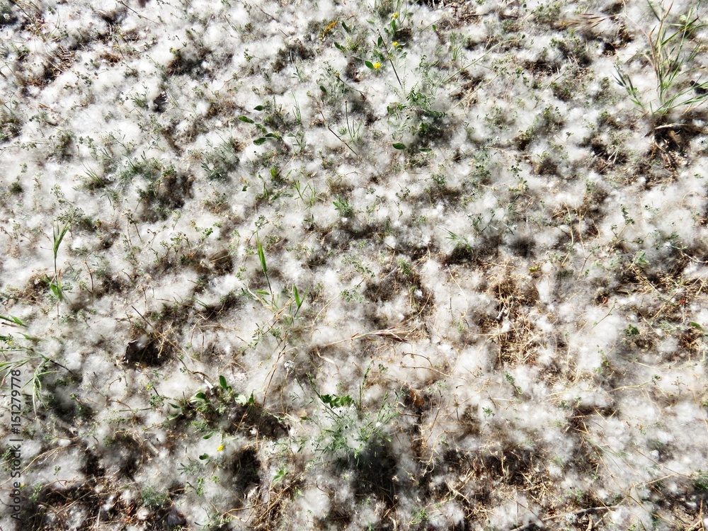 Semillas de chopo sobre la tierra / Seeds of poplar on the ground Semillas de chopo sobre la tierra / Seeds of poplar on the ground