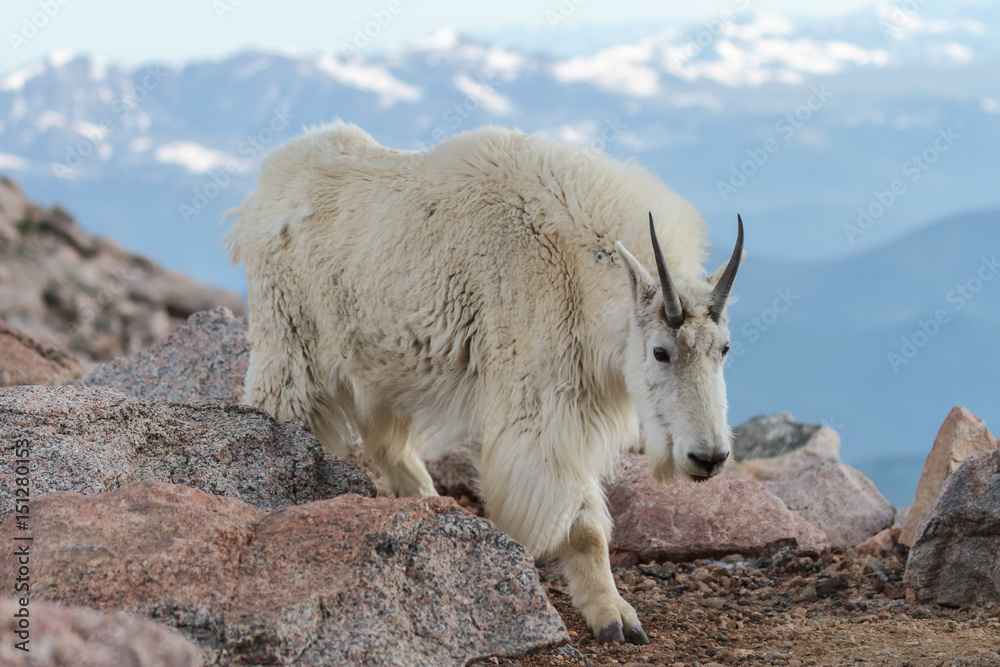 Fototapeta premium Wild Mountain Goats of the Colorado Rocky Mountains