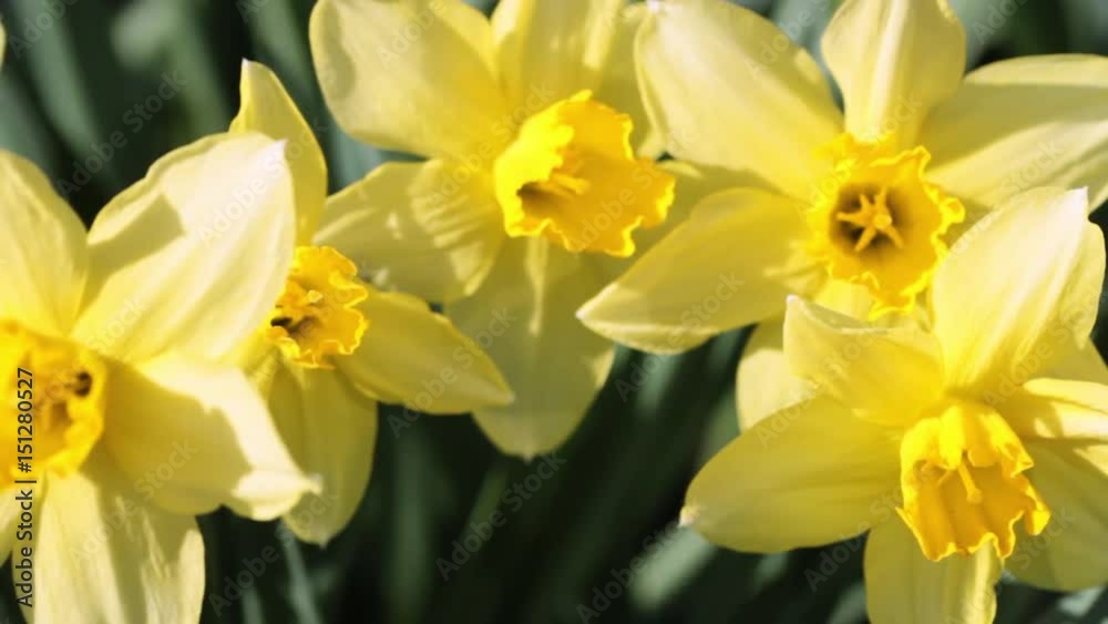 Yellow flowering daffodils rocking in the wind on a green background Yellow flowering daffodils rocking in the wind on a green background