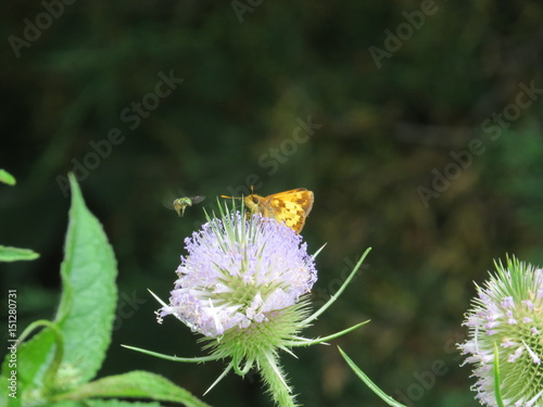 Peck's Skipper Butterfly on Purple Thistle with Small Flying Bug photo