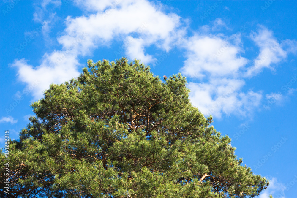 Beautiful trees on sky background,tree,sky Beautiful trees on sky background,tree,sky