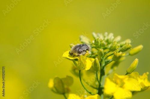 Bug Tropinota hirta on rapeseed flower, macro