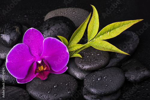 orchidea con sassi neri photo