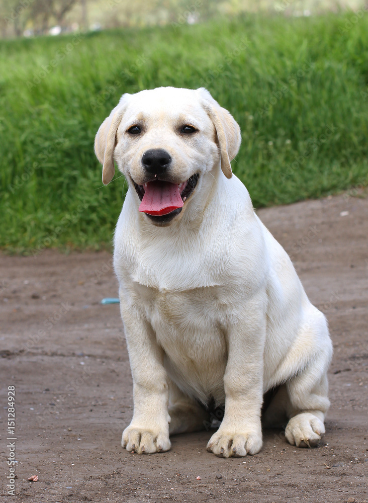 a yellow happy labrador puppy in garden