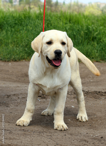 yellow cute happy labrador puppy in garden