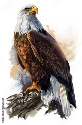 The bald eagle watercolor painting