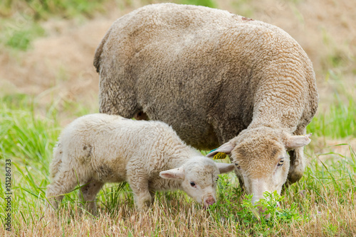 Sheep and lamb  baby sheep and the mother in a field 