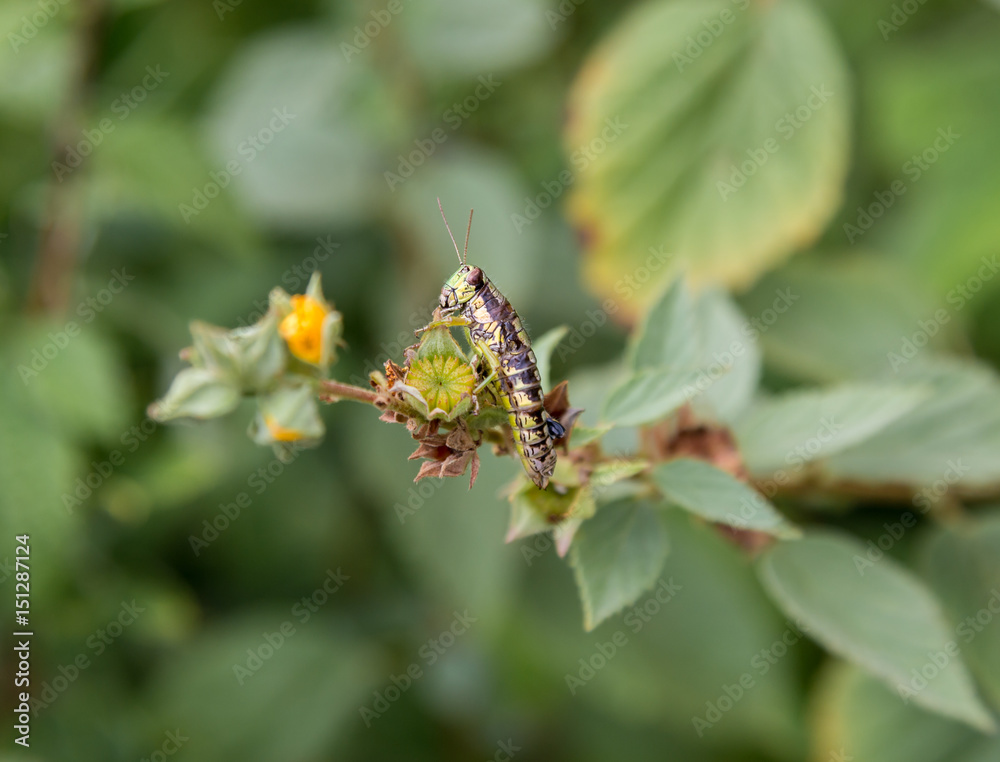 Bright green grasshoppers are found in the grasslands of central Mexico. Here the grasshopper is pictured in a background of wild flowers. Bright green grasshoppers are found in the grasslands of central Mexico. Here the grasshopper is pictured in a background of wild flowers.