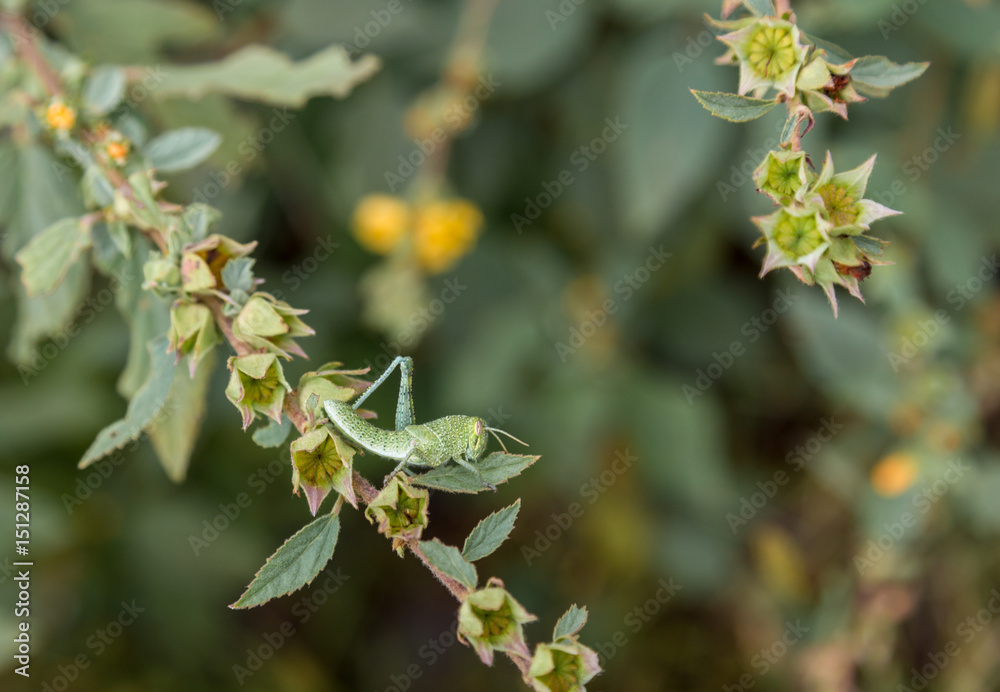 Bright green grasshoppers are found in the grasslands of central Mexico. Here the grasshopper is pictured in a background of wild flowers. Bright green grasshoppers are found in the grasslands of central Mexico. Here the grasshopper is pictured in a background of wild flowers.
