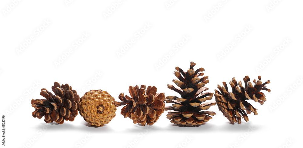 Pine cones isolated on white background Pine cones isolated on white background