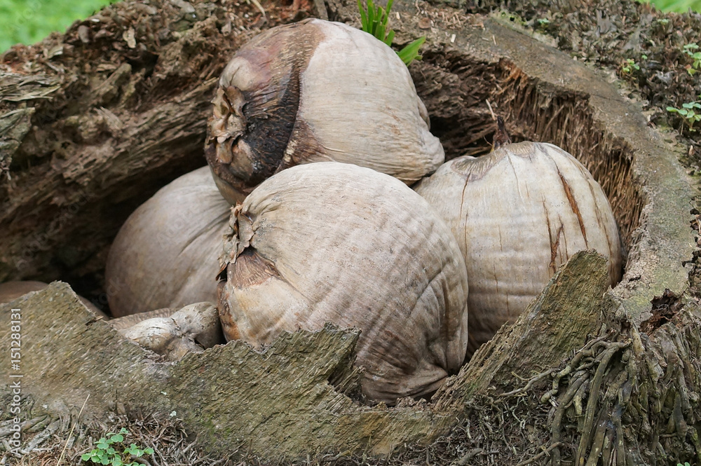 Kokusnuss, Sao Tome und Principe, Afrika Kokusnuss, Sao Tome und Principe, Afrika