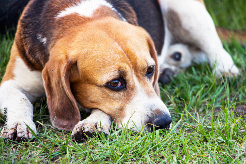 Dog of the Beagle breed with pensive eyes lies on the green grass. Soft focus