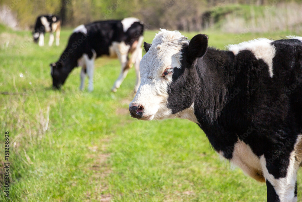 A black and white cow looks into the camera lens A black and white cow looks into the camera lens