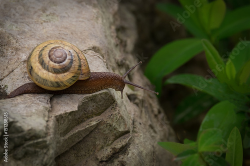 The snail is on the rock and looks down on the greens.