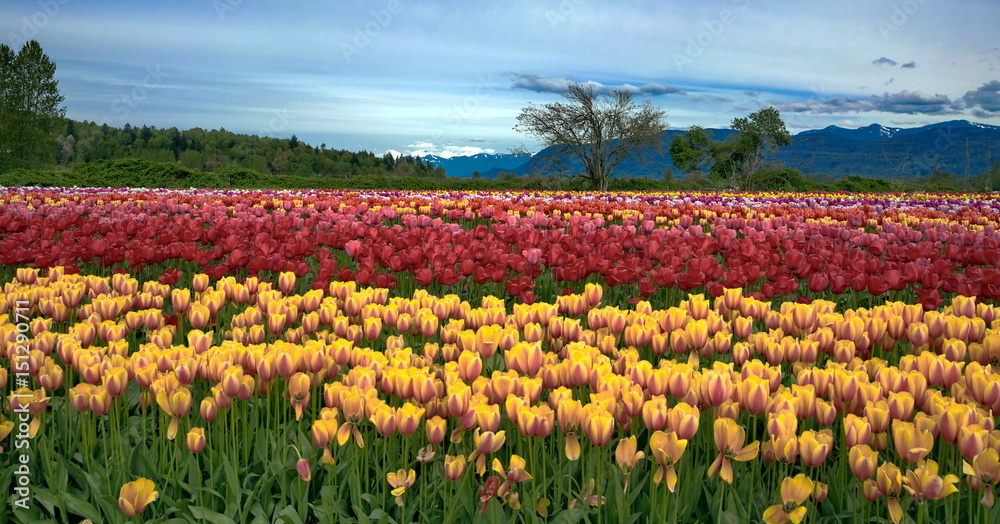 Tulip festival in the background of skyline and mountain landscape. 