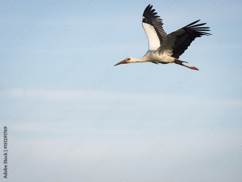 White stork (Ciconia ciconia) flying over the clouds against blue sky White stork (Ciconia ciconia) flying over the clouds against blue sky