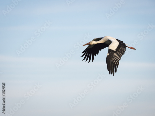 White stork (Ciconia ciconia) flying over the clouds against blue sky