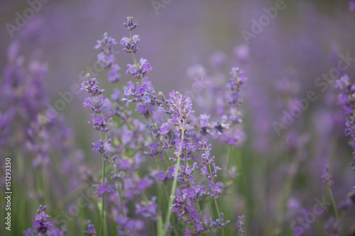 Lavender flowers in a field in nature