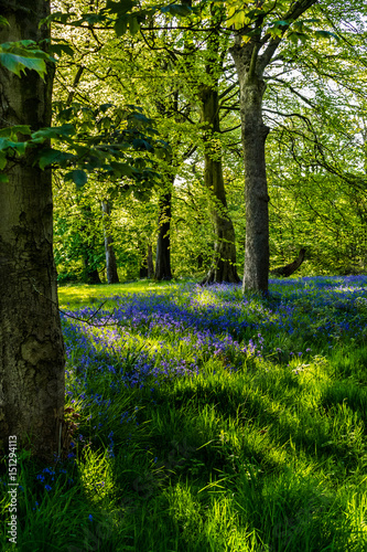 Fototapeta Naklejka Na Ścianę i Meble -  Bluebells in the forest, afternoon sunlight at Bluebells in The Forest, Springtime in Lancashire, England UK