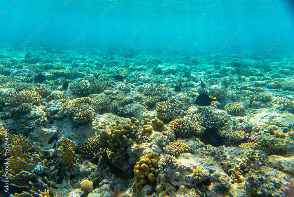 beautiful coral reef under water