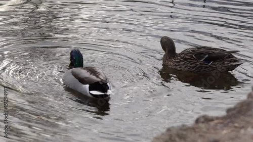 Ducks in water searching food