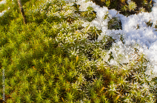 Green plants and melted snow