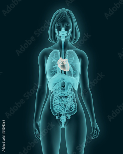  woman with a visible heart and internal organs 3d illustration photo