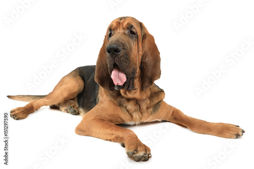 Bloodhound dog over white photo