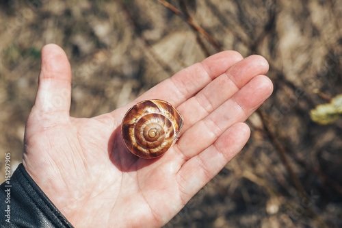 Empty snail shell in hand. Skew shells in man's hand. Colorful abandoned snail shell in boy's palm.