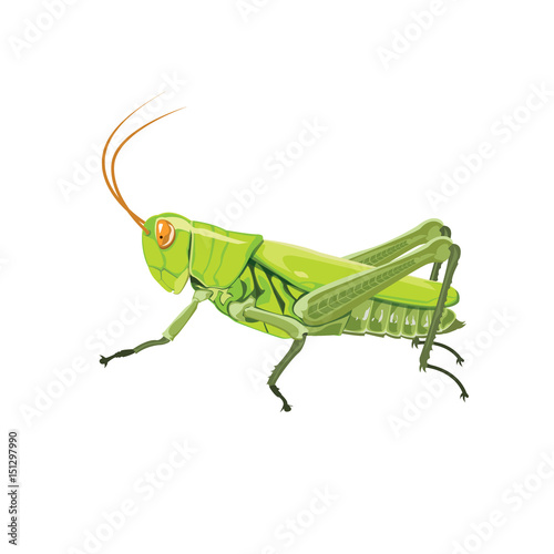 Fotografia Grasshopper color green