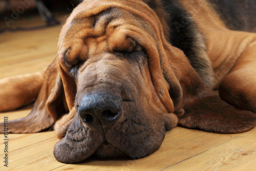 Bloodhound dog sleeping photo