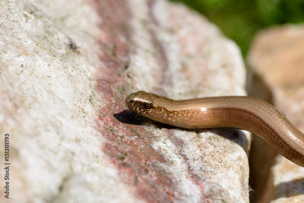 Blindworm (Anguis fragilis) basking on a sunny stone Blindworm (Anguis fragilis) basking on a sunny stone