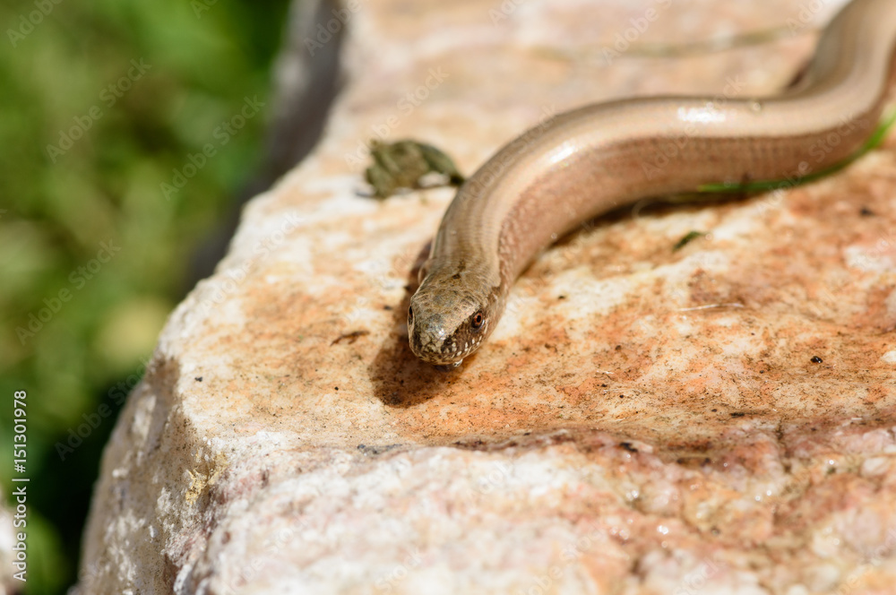 Fototapeta premium Blindworm (Anguis fragilis) basking on a sunny stone