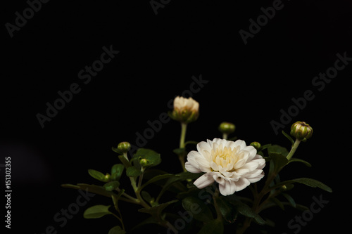 White chrysanthemum flowers close-up on a black background. Subject photography. Conceptual.
